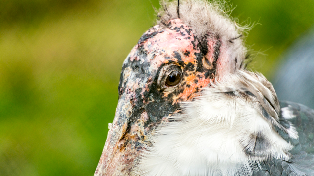 Illustration for article titled This Stork Is Very Ugly, But It Seems Sick So Let’s Go Wild For It Before It Dies